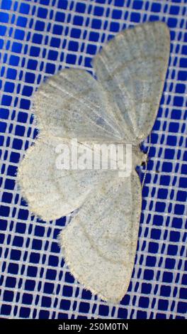 Northern Wave Moth (Cabera exanthemata) Foto Stock