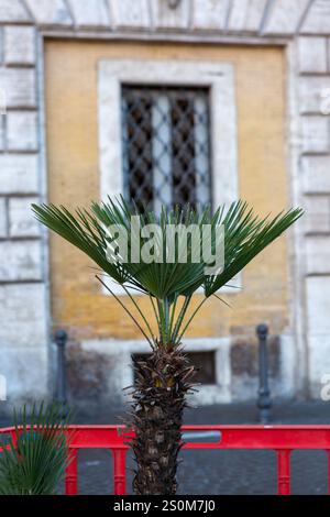 Una pianta con foglie spesse si trova da sola in Piazza Navona a Roma Foto Stock