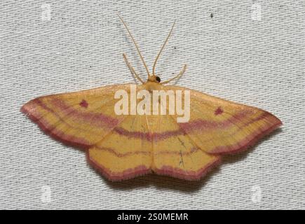 Chickweed Geometer Moth (Haematopis grataria) Foto Stock