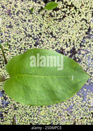 Piantagione acquatica americana (Alisma subcordatum) Foto Stock