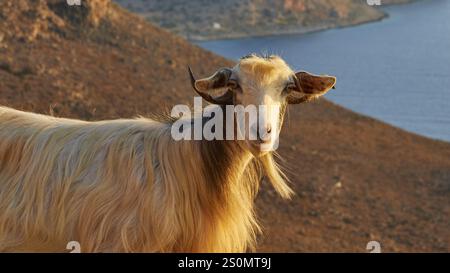 Primo piano di una capra con sfondo di montagne e mare, ovini (e) o caprini (n), ovis, caprae, Creta, isole greche, Grecia, Europa Foto Stock