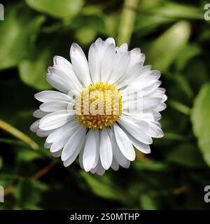 Daisy (Bellis perennis) primo piano di un fiore su un prato nel giardino, Wilnsdorf, Renania settentrionale-Vestfalia, Germania, Europa Foto Stock