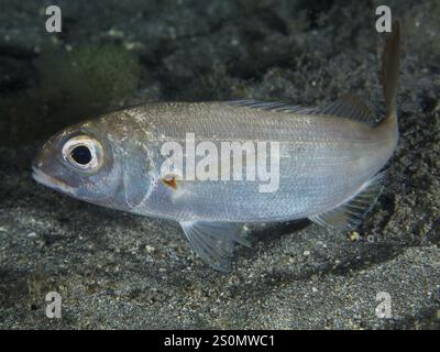 Primo piano di un pesce argentato con occhi grandi, orata rossa (Pagellus erythrinus), sott'acqua, sito di immersione Playa, Los Cristianos, Tenerife, isole Canarie, Spai Foto Stock