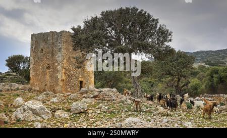 Mandrie di capre intorno a una rovina in un giorno nuvoloso, ovine (e) o capre (n), ovis, caprae, Creta, isole greche, Grecia, Europa Foto Stock