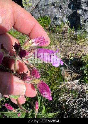 Boodland Beardtongue (Nothochelone nemorosa) Foto Stock