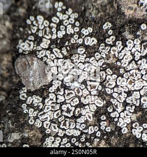 Orlo mortaio Lichen (Myriolecis dispersa) Foto Stock