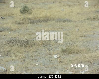 Cortigiano a doppia banda (Smutsornis africanus) Foto Stock