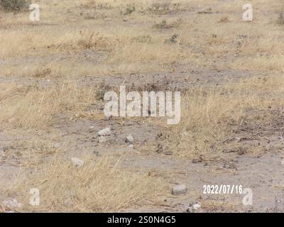 Cortigiano a doppia banda (Smutsornis africanus) Foto Stock