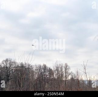 Grande airone grigio che vola sopra la foresta invernale Foto Stock