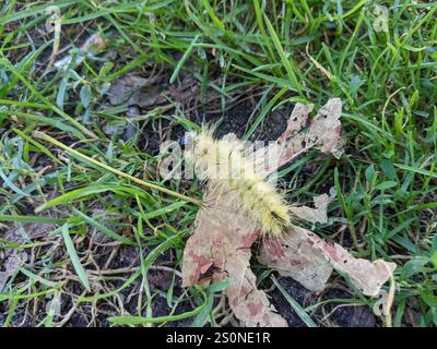 Pugnale americano (Acronicta americana) Foto Stock