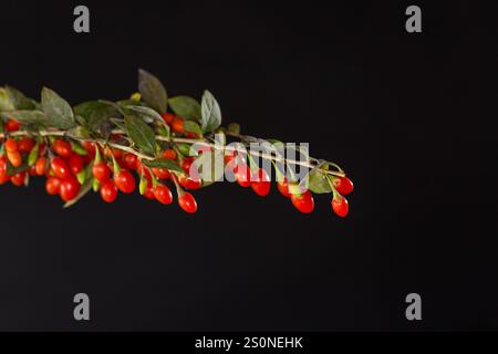 bacche di goji rosse mature fresche su un ramo, isolate su sfondo nero . Foto Stock