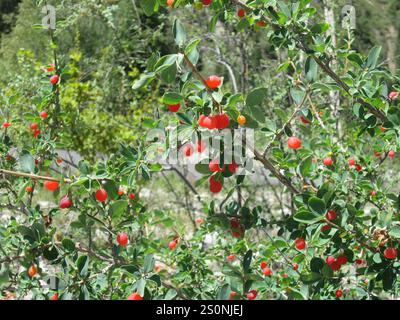 Caprifoglio (Lonicera microphylla) Foto Stock