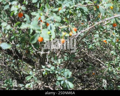 Caprifoglio (Lonicera microphylla) Foto Stock