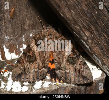 Underwing penitente (Catocala piatrix) Foto Stock