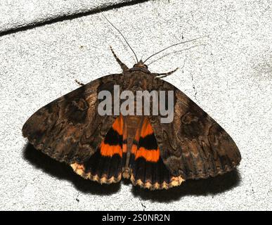 Underwing penitente (Catocala piatrix) Foto Stock