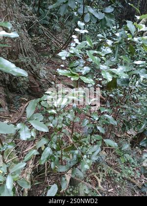 Pigeonwood (Hedycarya arborea) Foto Stock