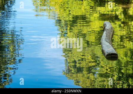 Un tronco intempestivo galleggia serenamente su un tranquillo corpo d'acqua. La superficie riflette il verde intenso delle piante circostanti, creando un pictu Foto Stock