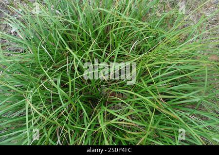 Rari semi primaverili (Carex ericetorum) Foto Stock