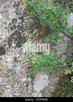 Caprifoglio (Lonicera microphylla) Foto Stock