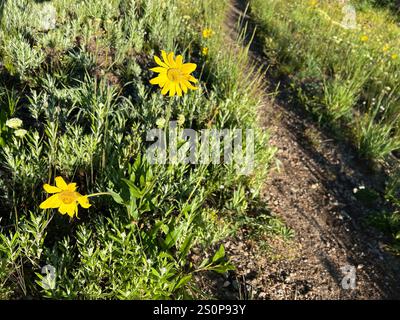 Annuire Nano Girasole (Helianthella quinquenervis) Foto Stock