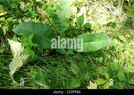 Lungwort peloso (Pulmonaria mollis) Foto Stock