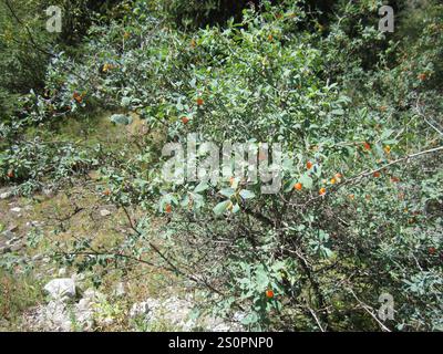 Caprifoglio (Lonicera microphylla) Foto Stock