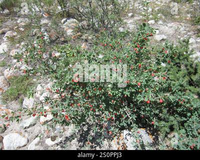 Caprifoglio (Lonicera microphylla) Foto Stock