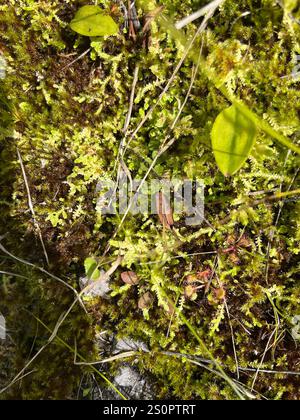Spikemoss del prato (Selaginella apoda) Foto Stock