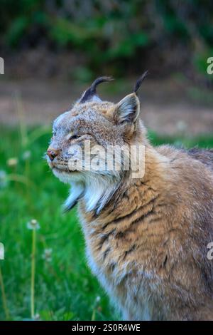 Un gatto con una lunga coda bianca e pelliccia marrone è in piedi in un campo erboso. Il gatto sembra guardare la telecamera, forse curioso o vigile. Conc Foto Stock