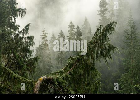 Wet Pine Tree Boughs Bend sul lato del monte Foggy nel Mount Rainier National Park Foto Stock