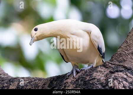 Piccione imperiale pied (Ducula bicolor) su un arto. Guardando di lato. A Hong Kong. Foto Stock