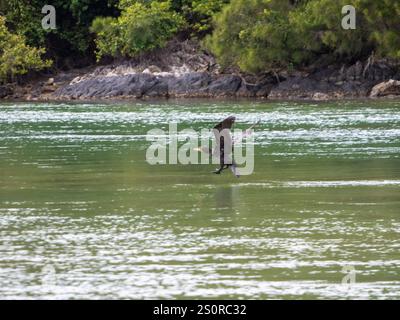 Uccello, piccolo cormorano Nero atterrando dopo il volo sull'acqua di una insenatura marina, ali alzate Foto Stock