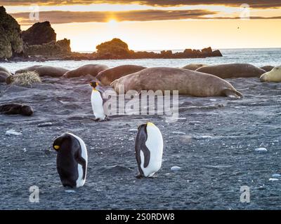 Pinguini reali (Aptenodytes patagonicus) sulla spiaggia all'alba al Gold Harbour con le foche degli elefanti meridionali (Mirounga leonina), Georgia del Sud Foto Stock