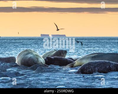 Southern Elephant Seals (Mirounga leonina) e Brown (Antartico) Skuas sulla spiaggia all'alba, Gold Harbour, Georgia del Sud Foto Stock