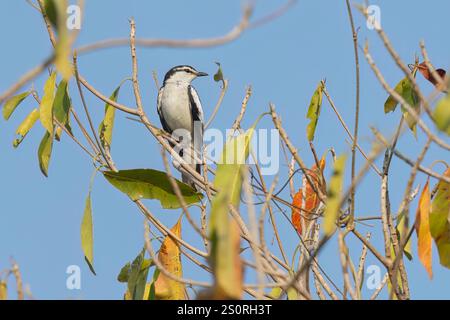 Triller a spalla bianca, Waka shorea, Bali barat NP, Bali, Indonesia, ottobre 2024 Foto Stock