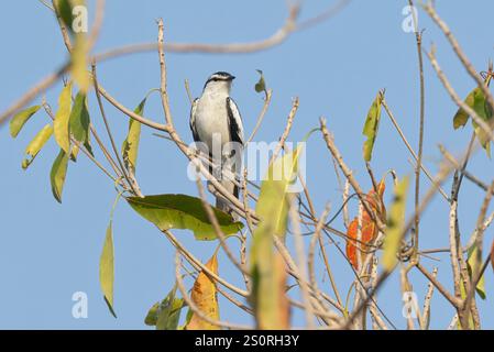 Triller a spalla bianca, Waka shorea, Bali barat NP, Bali, Indonesia, ottobre 2024 Foto Stock