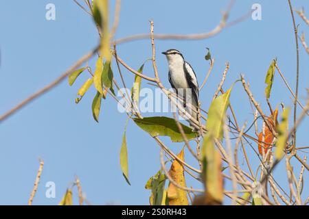 Triller a spalla bianca, Waka shorea, Bali barat NP, Bali, Indonesia, ottobre 2024 Foto Stock