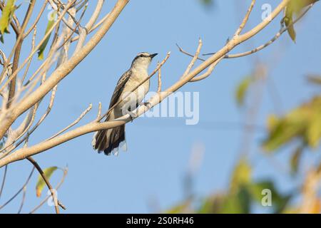 Triller a spalla bianca, Waka shorea, Bali barat NP, Bali, Indonesia, ottobre 2024 Foto Stock