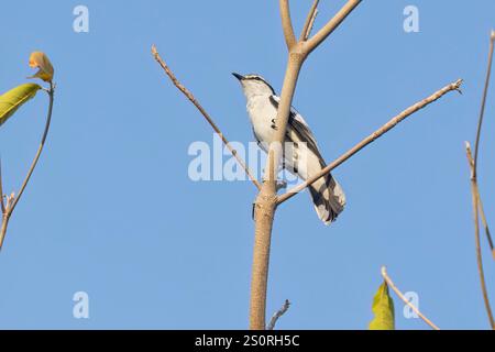 Triller a spalla bianca, Waka shorea, Bali barat NP, Bali, Indonesia, ottobre 2024 Foto Stock