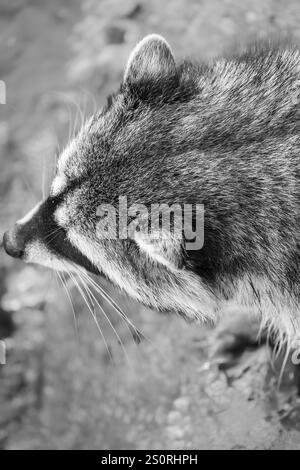 Una varietà di pellicce rossastre di procione in foto in bianco e nero nella Columbia Britannica Canada. Racoon selvaggio in natura. Foto Stock
