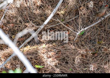 Una comune pagaia seduta su un albero Foto Stock