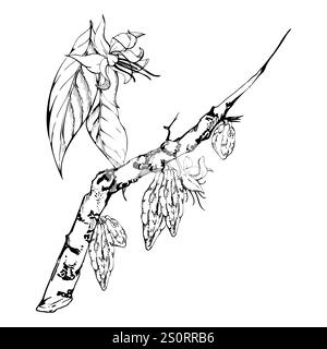Caffè cacao cacao, rami esotici tropicali naturali, fiori e foglie. Illustrazione del vettore di inchiostro disegnata a mano su sfondo bianco isolato. Design da viaggio Illustrazione Vettoriale