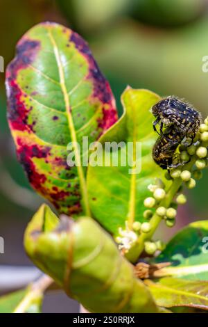 Una comune pagaia seduta su un albero Foto Stock