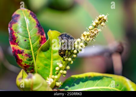Una comune pagaia seduta su un albero Foto Stock