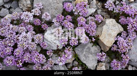 I fiori di Iberis Candytuft nel Parco Nazionale Picos de Europa, Spagna Foto Stock