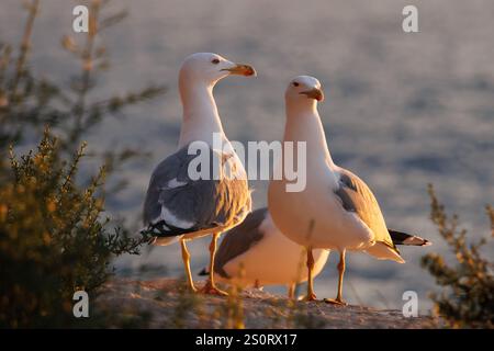 Gabbiani dalle gambe gialle Larus michahellis arroccati sulla roccia alla luce della sera, Calpe, Spagna Foto Stock