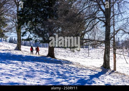Escursionisti con racchette da neve nella foresta del Giura Snowy Vaud, Svizzera Foto Stock
