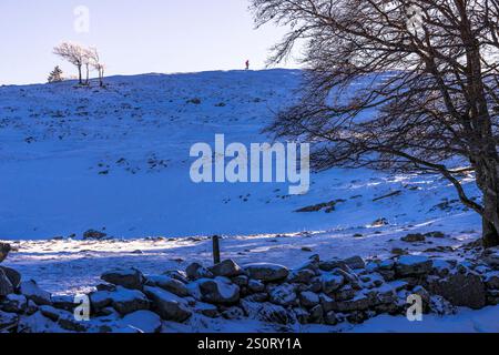 Escursionisti con racchette da neve nel Giura di Vaud con alberi e muro di pietra secca, Svizzera Foto Stock