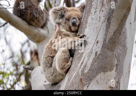 koala, iconico marsupiale australiano nativo, sveglio, eucalipto, Kangaroo Island, Australia, turismo di viaggio Foto Stock