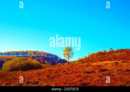 Un singolo albero su una collina brughiera contro un cielo azzurro soleggiato. Foto Stock